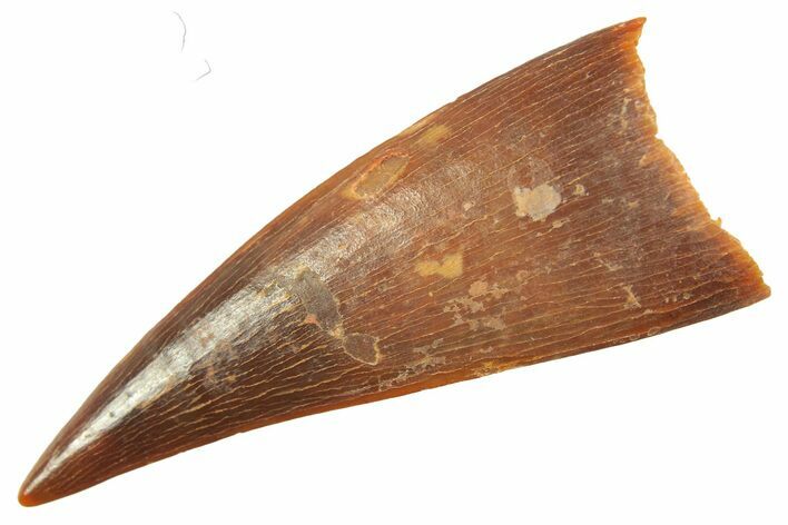 Fossil Pterosaur (Siroccopteryx) Tooth - Morocco #298572